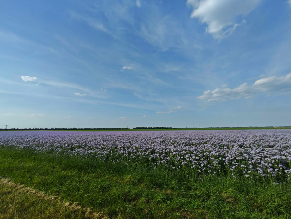 A broad field of pale purple flowers near Várbalog beneath a blue sky.