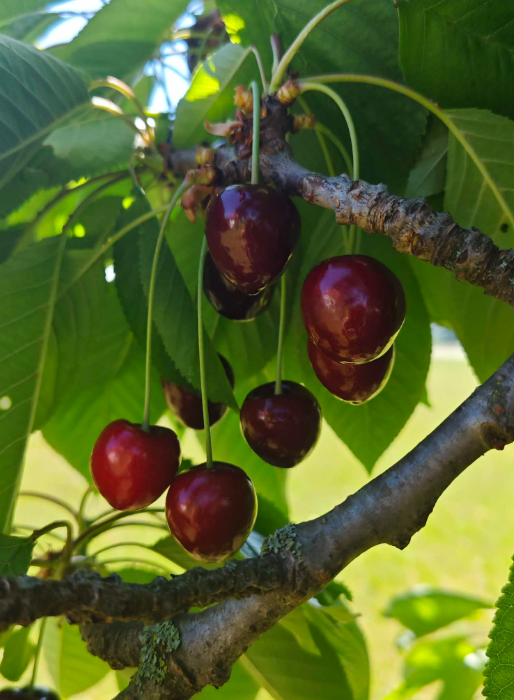 Ripe dark red cherries hanging from a tree in the garden.